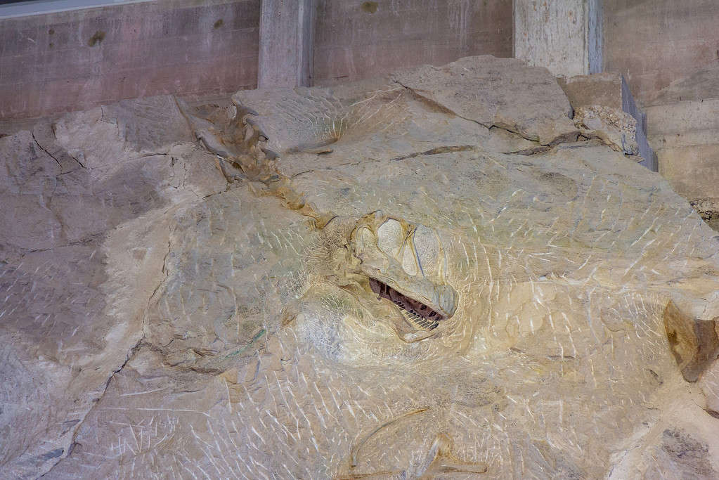 Camarasaurus fossil at Dinosaur National Monument