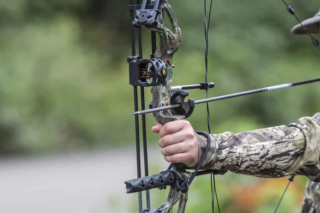 Hunting - Sport, Archery, Deer, Archery Bow, Target Shooting