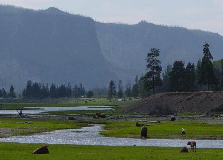 Gibbon River in Greater Yellowstone- 1 of the 12 great public hunting lands in Wyoming.