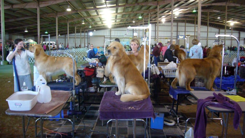 Golden retriever show dog grooming