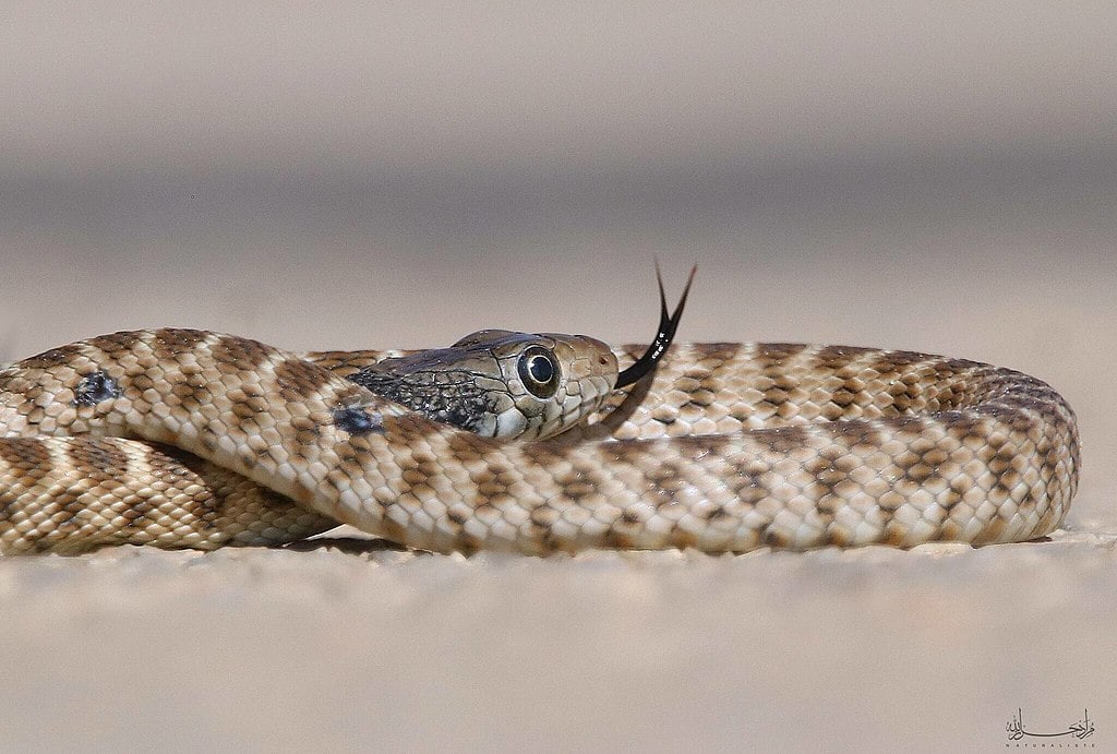 1. Algerian Whip Snake