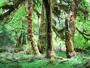 The 13 Oldest Forests Still Covering the World Today Picture