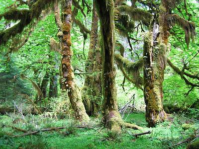 A The 13 Oldest Forests Still Covering the World Today