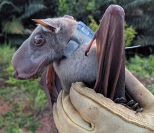 Discover the Hammer-Headed Bat: The Giant-Headed, Fruit-Eating Creature Picture