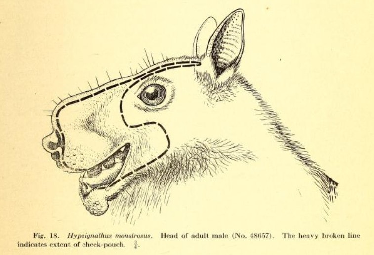 Hammer-Headed Bat