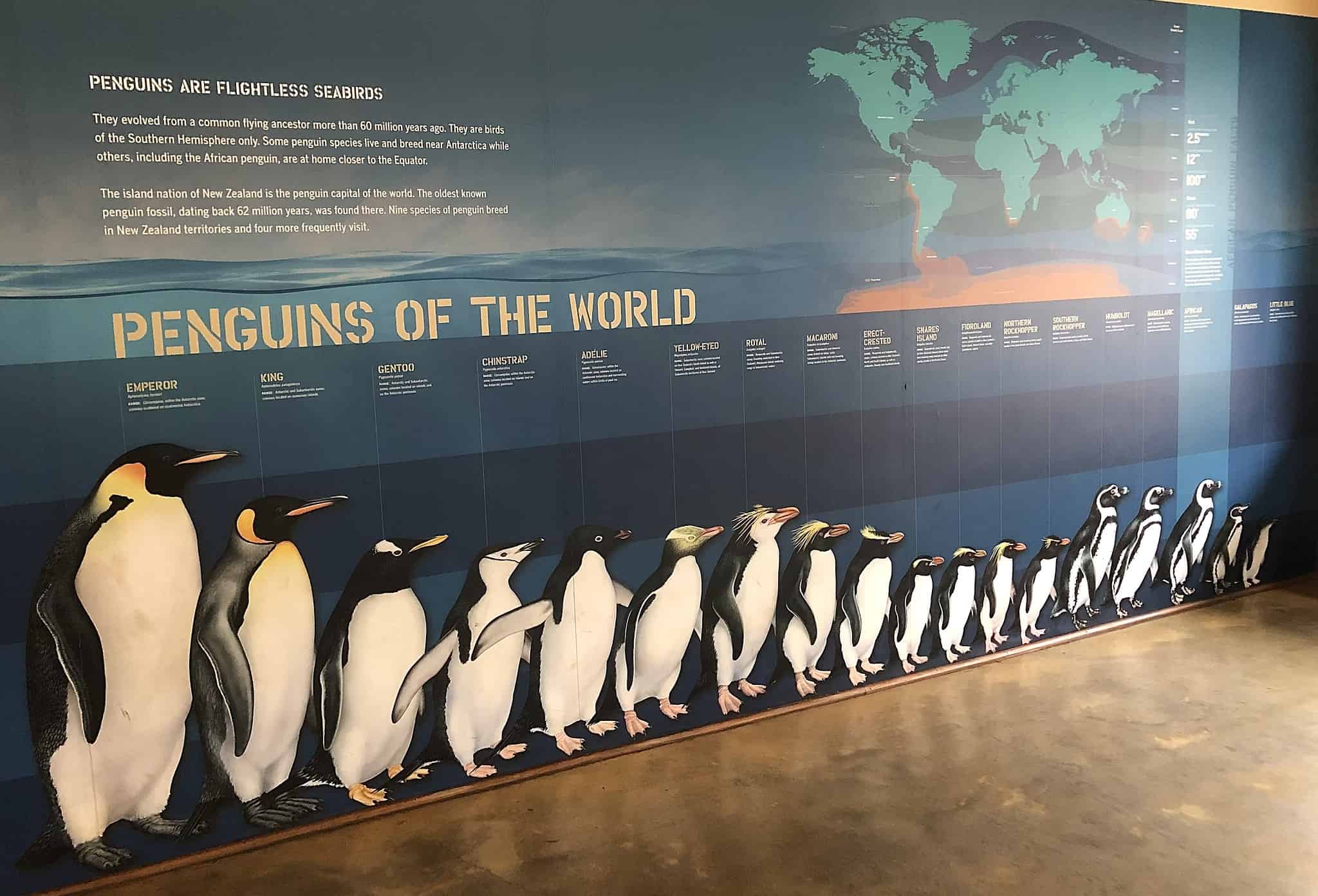 Emperor Penguin Size Comparison: Just How Big and Tall Do They Get? - A