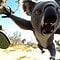 Bears in Australia: Myth or Reality? - A-Z Animals