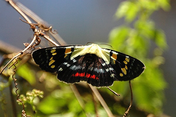 Joseph's Coat Moth (Agarista agricola)