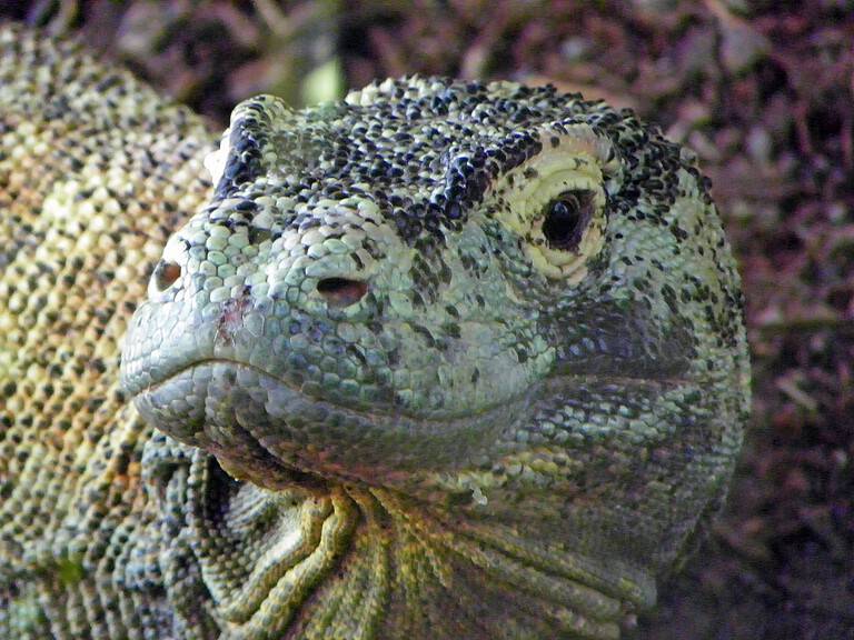 A komodo dragon at the San Diego Zoo.