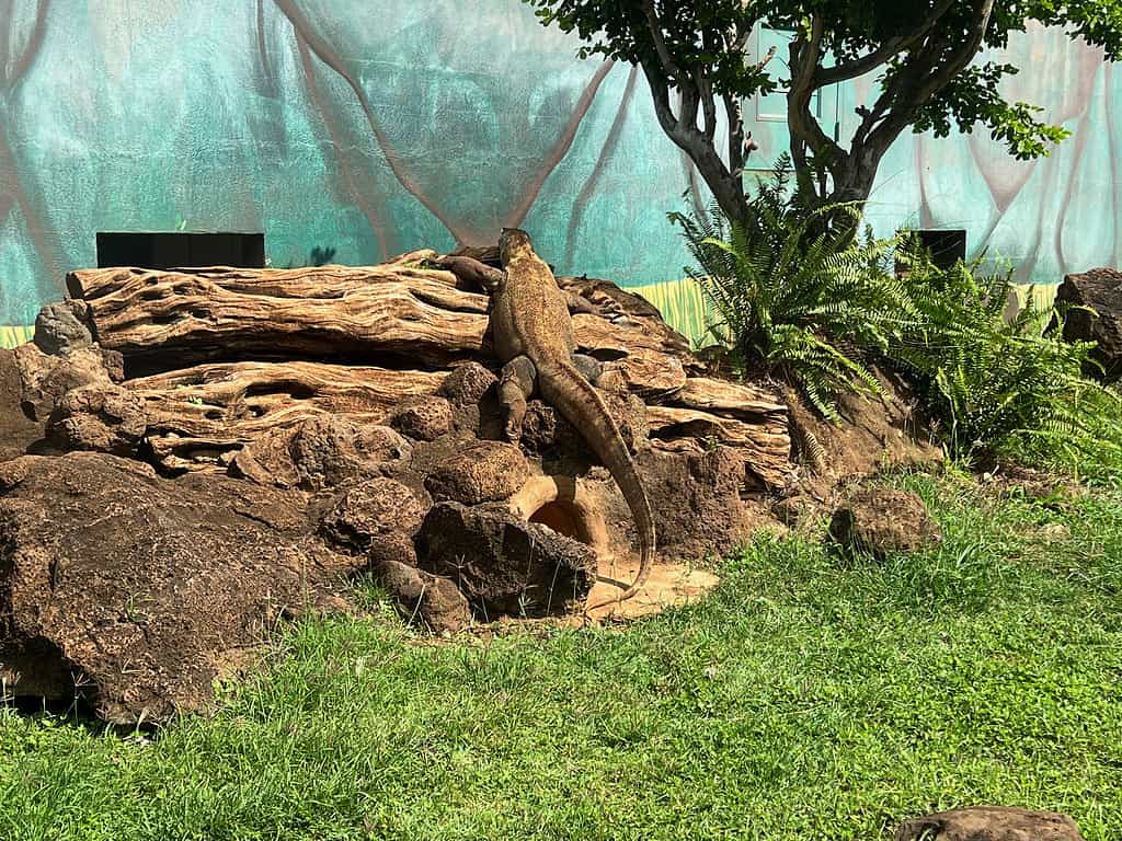 Komodo dragon at the Honolulu Zoo