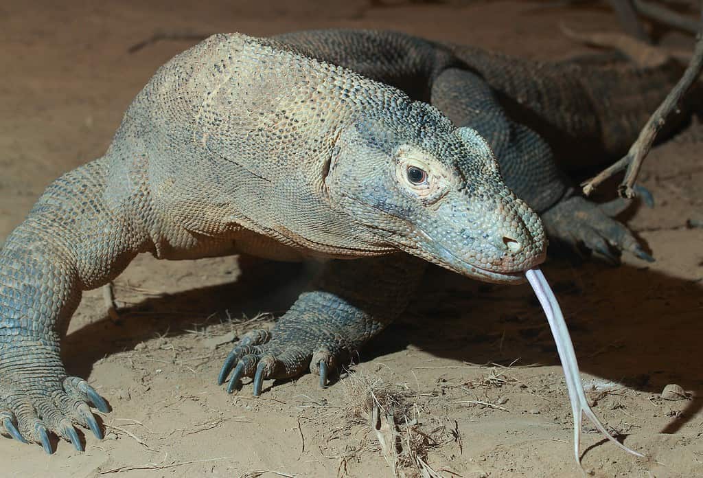 Komodo dragon at the Cincinnati Zoo