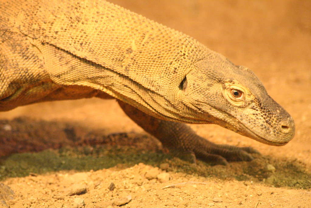 Komodo Dragon at the Los Angeles Zoo