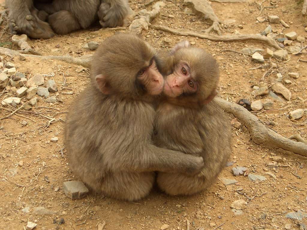 Two monkeys hugging 