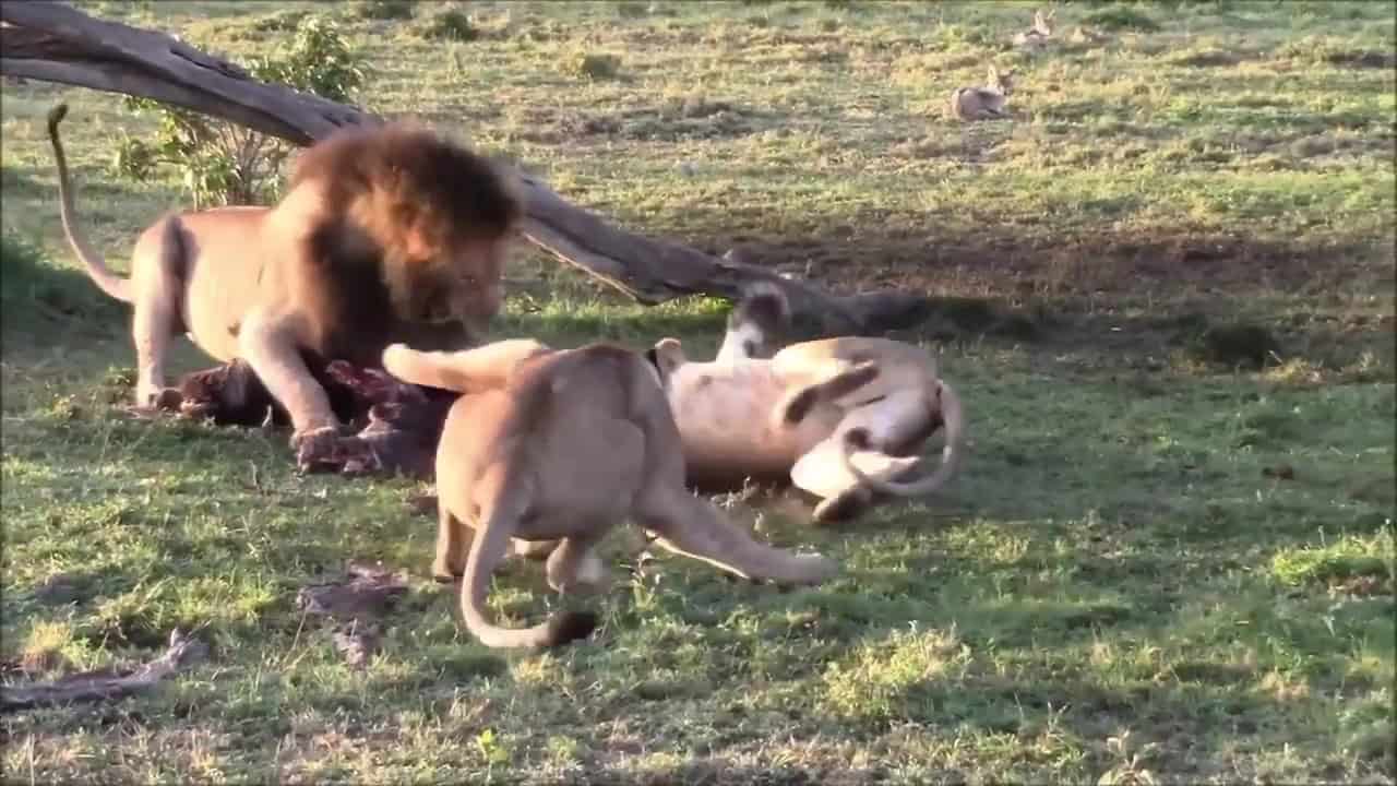 Why Does One Male Lion Hoard All of the Meat For Himself While Others ...