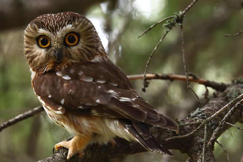Male Northern Saw-whet Owl