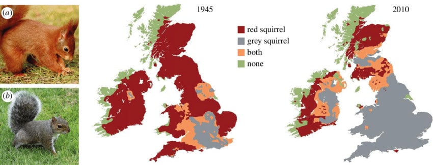 Discover the Only Two Squirrel Species in the United Kingdom and Where