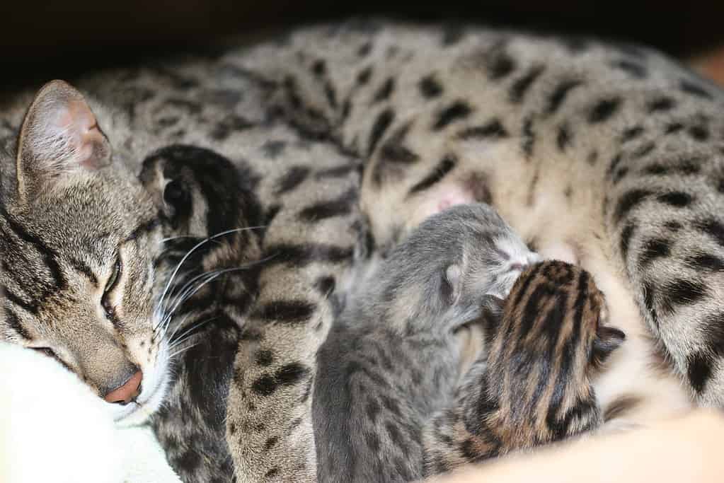 Bengal mother with kittens. How to tell your cat is pregnant.