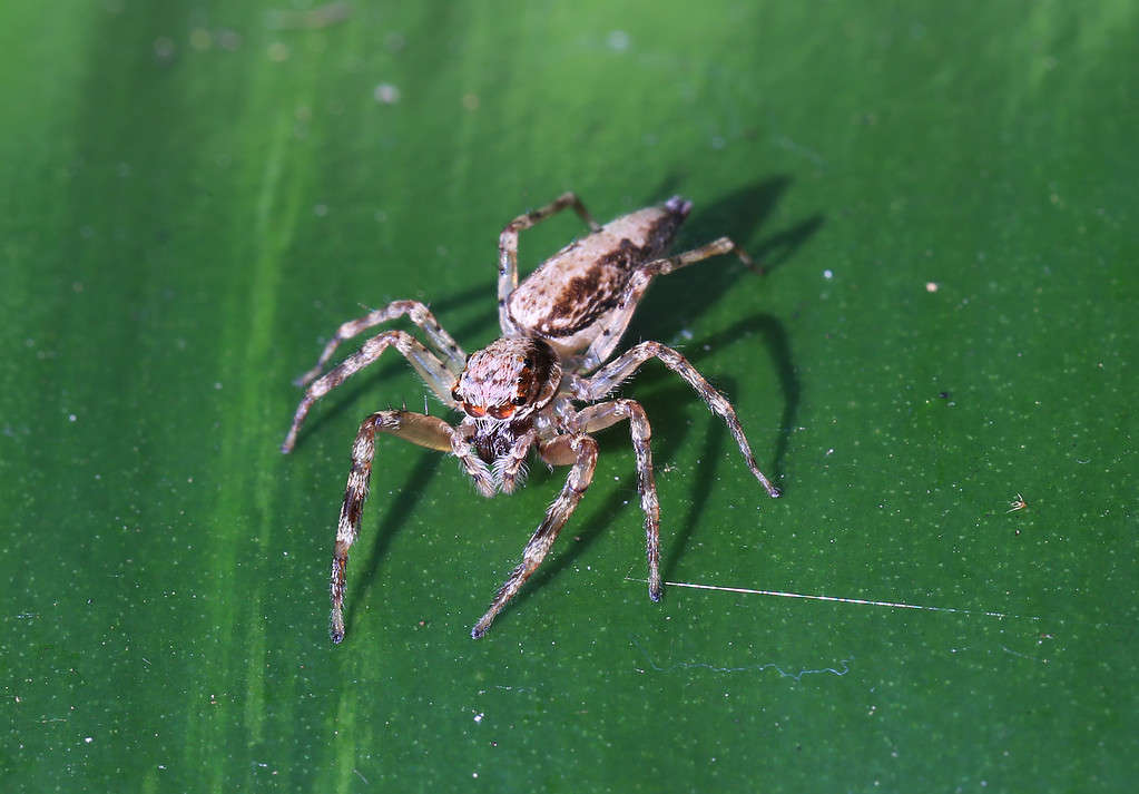 Grey Wall Jumping Spider (Menemerus bivittatus)