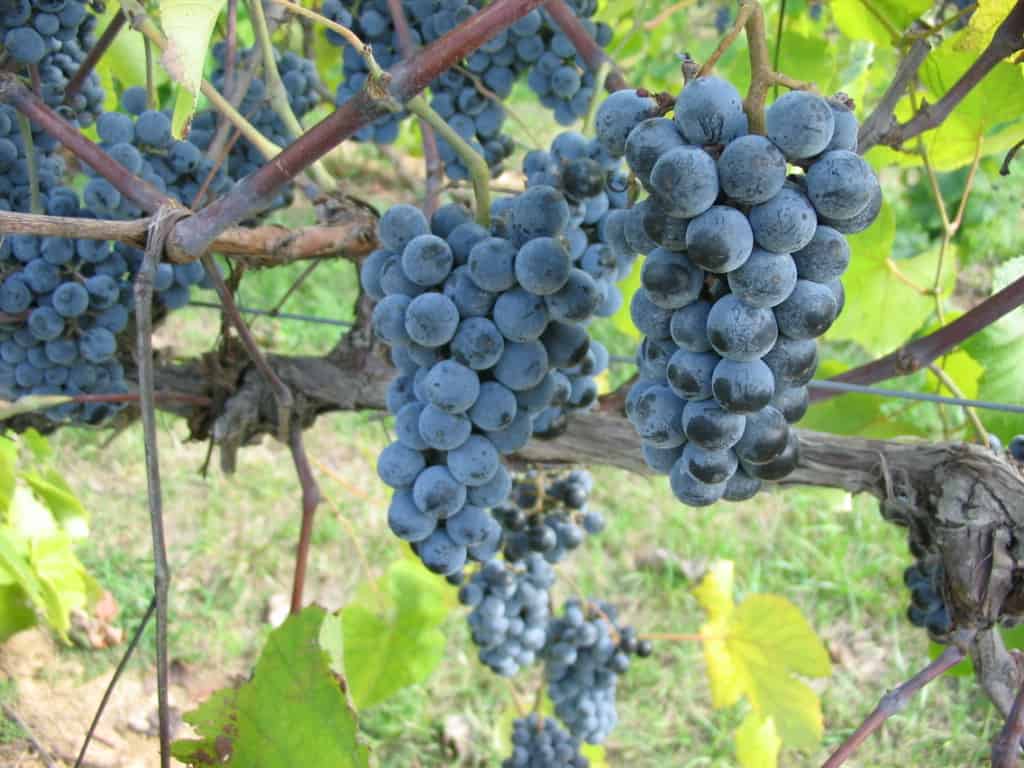Norton grapes originated in Missouri in the 19th century.