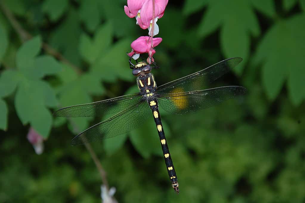 Pacific Spiketail (Cordulegaster dorsalis) dragonfly, perched on a Bleeding Heart