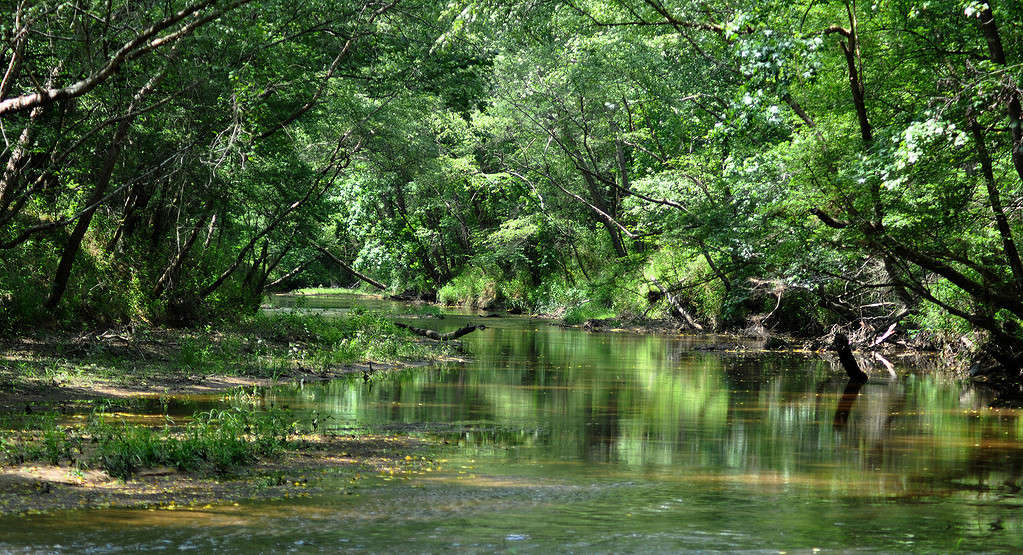 Peach_Creek,_Lake_Houston_Wilderness_Park,_Montgomery_County,_Texas,_USA_(May_2013)