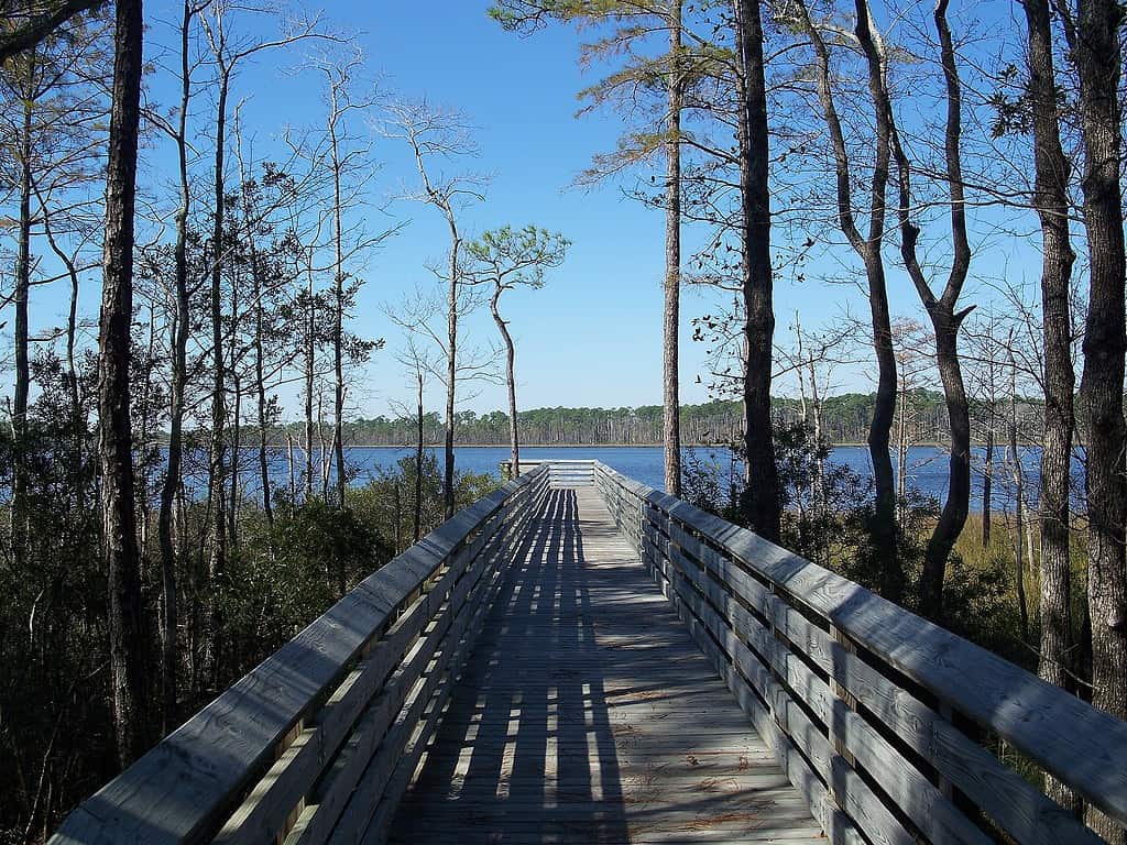 Tarkiln Bayou Preserve State Park Trail in Pensacola, Florida 