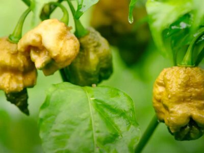 A Discover Pepper X, the World’s Newest (And Hottest) Pepper