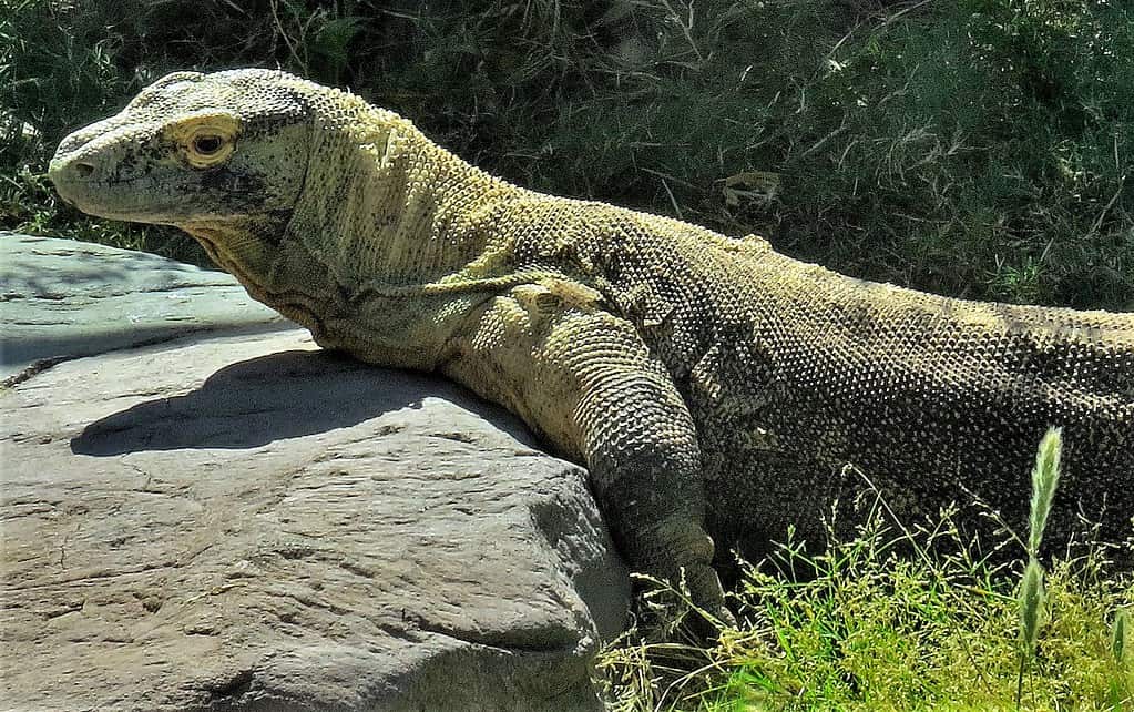 Komodo dragon at the Phoenix Zoo