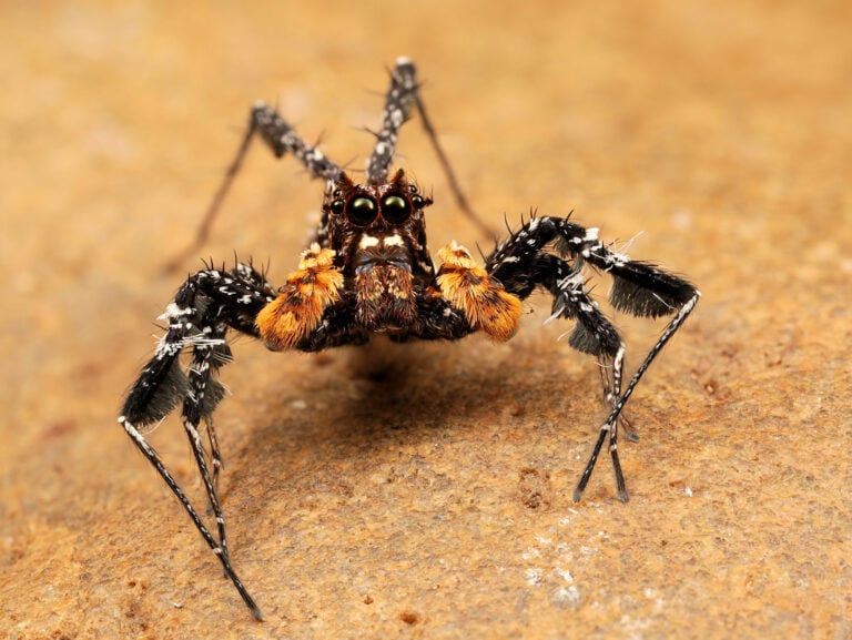Longleg Dandy (Portia schultzi) in South Africa
