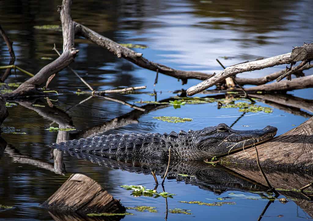 Portrait of an alligator in Lettuce Lake Park, Florida