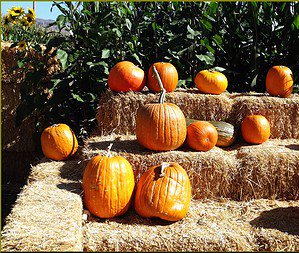 Explore the 15 Best Pumpkin Patches in New Hampshire to Experience Autumn Picture