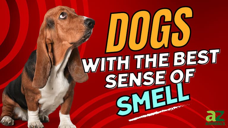 Sense of Smell