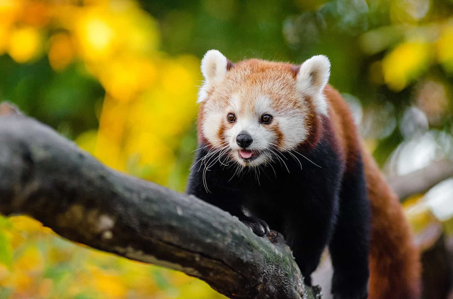 Discover the 5 Countries and Regions Where Red Pandas Live - A-Z Animals