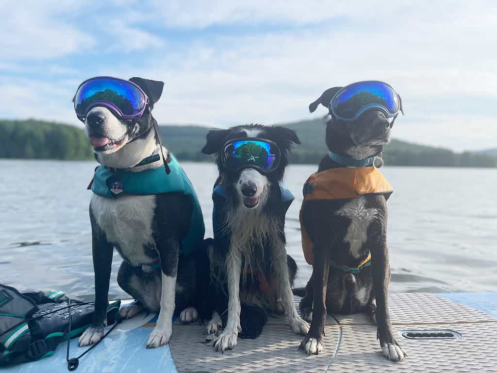 Three dogs in life jackets and goggles seated on a paddleboard prepared to spend the day at the lake.