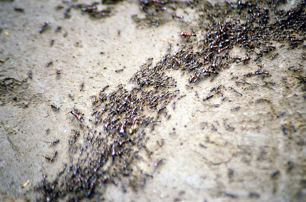 A swarm of driver ants