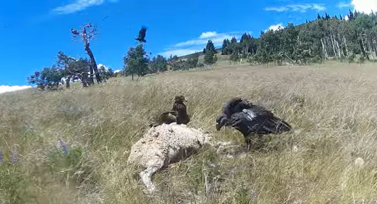 Huge California Condors Bully an Eagle Off a Carcass - A-Z Animals