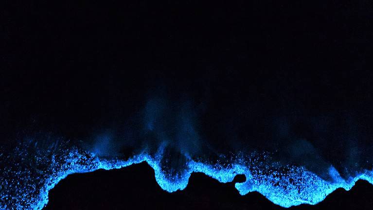 Bioluminescence in the water
