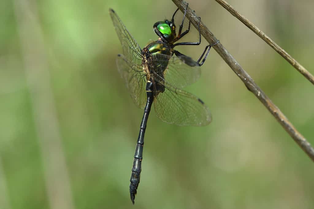 The American Emerald dragonfly, Somatochlora_viridiaenea
