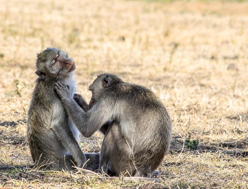 pair of monkeys in Baluran Park Area, Banyuwangi, Indonesia