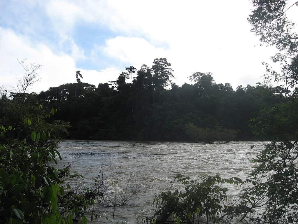 View of forests on Tiwai Island in Sierre Leone. 