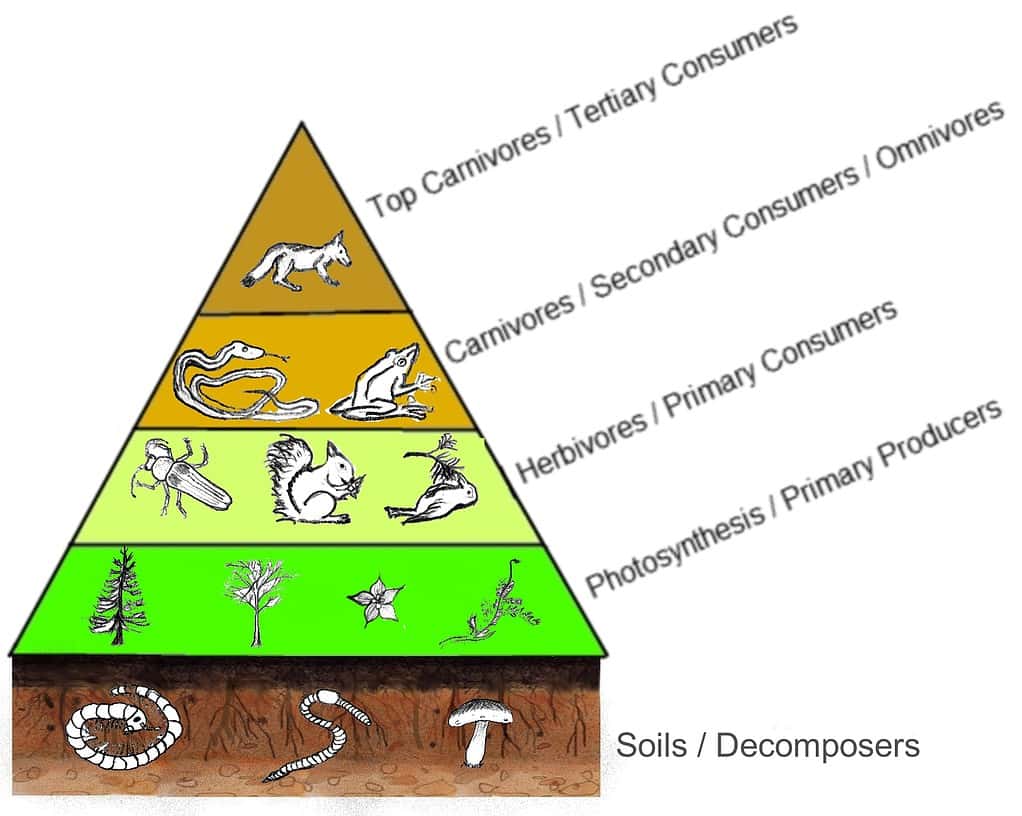 Trophic pyramid (food chain)