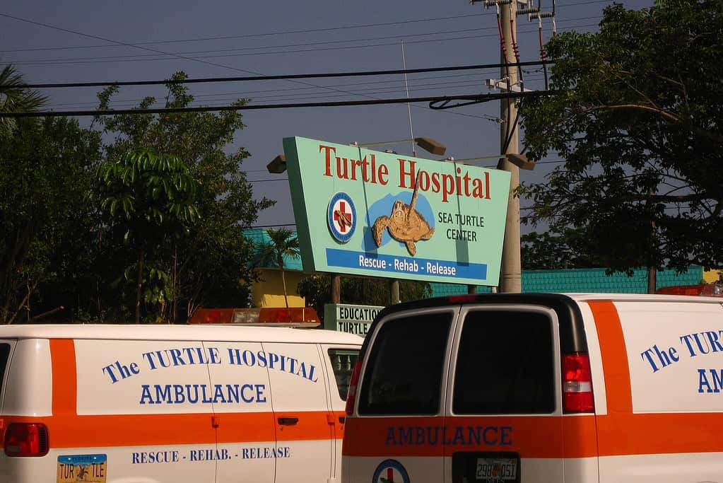 Turtle Hospital provides care to injured sea turtles and helps release them back to the ocean.
