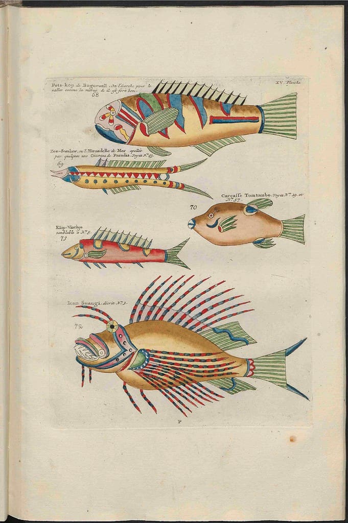 Illustration of sea creatures that supposedly lived in the East-Indian waters. Excerpted from a rare 1782 edition, held at Utrecht University Library, of the publication Poissons, Ecrevisses et Crabes, better known as Histoire Naturelle or Natuurlyke Historie 