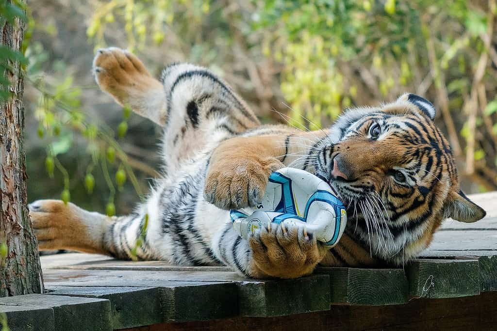 Enrichment activities keep big cats busy and engaged.