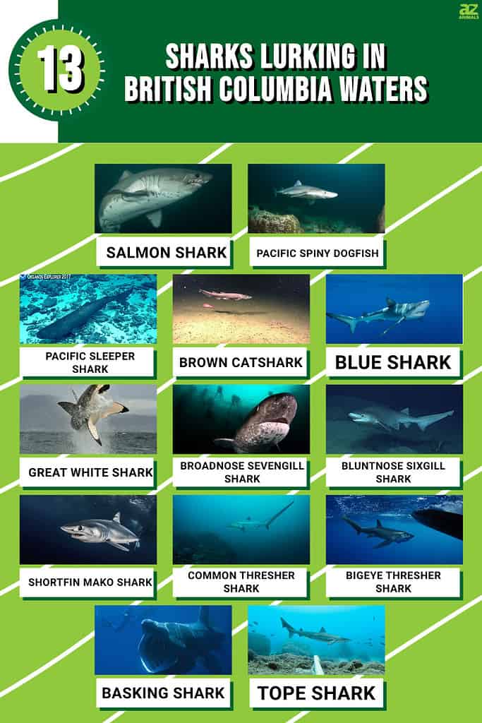 Infographic for 13 Sharks in British Columbia Waters