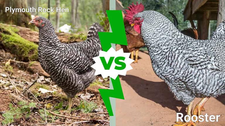 Plymouth Rock hen vs. Plymouth Rock rooster