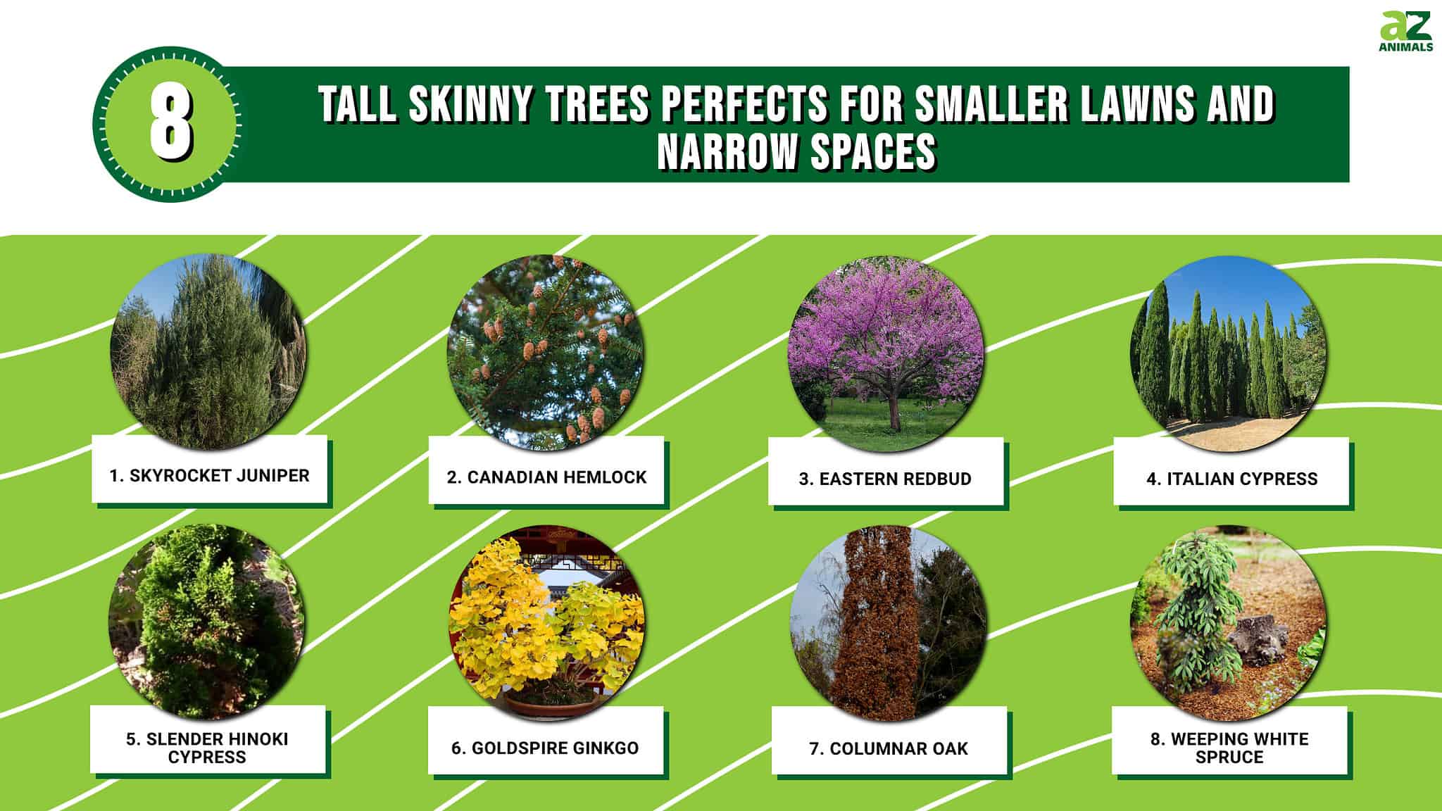 the-8-tall-skinny-trees-perfects-for-smaller-lawns-and-narrow-spaces