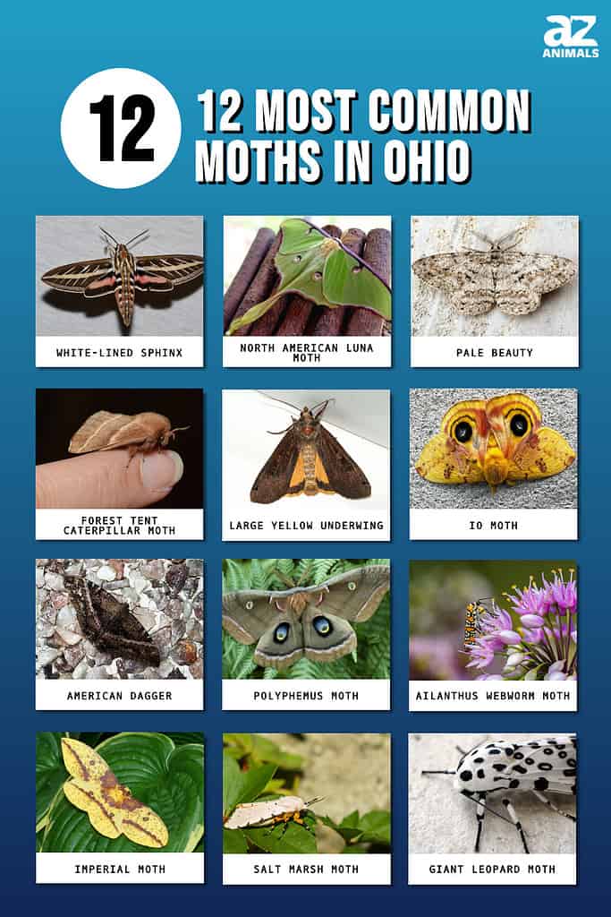 The 12 Most Common Moths You'll Find in Ohio