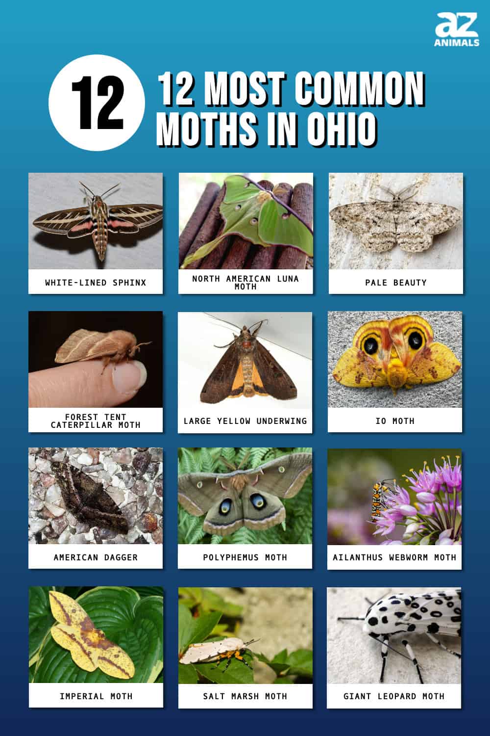 The 12 Most Common Moths You'll Find in Ohio - A-Z Animals