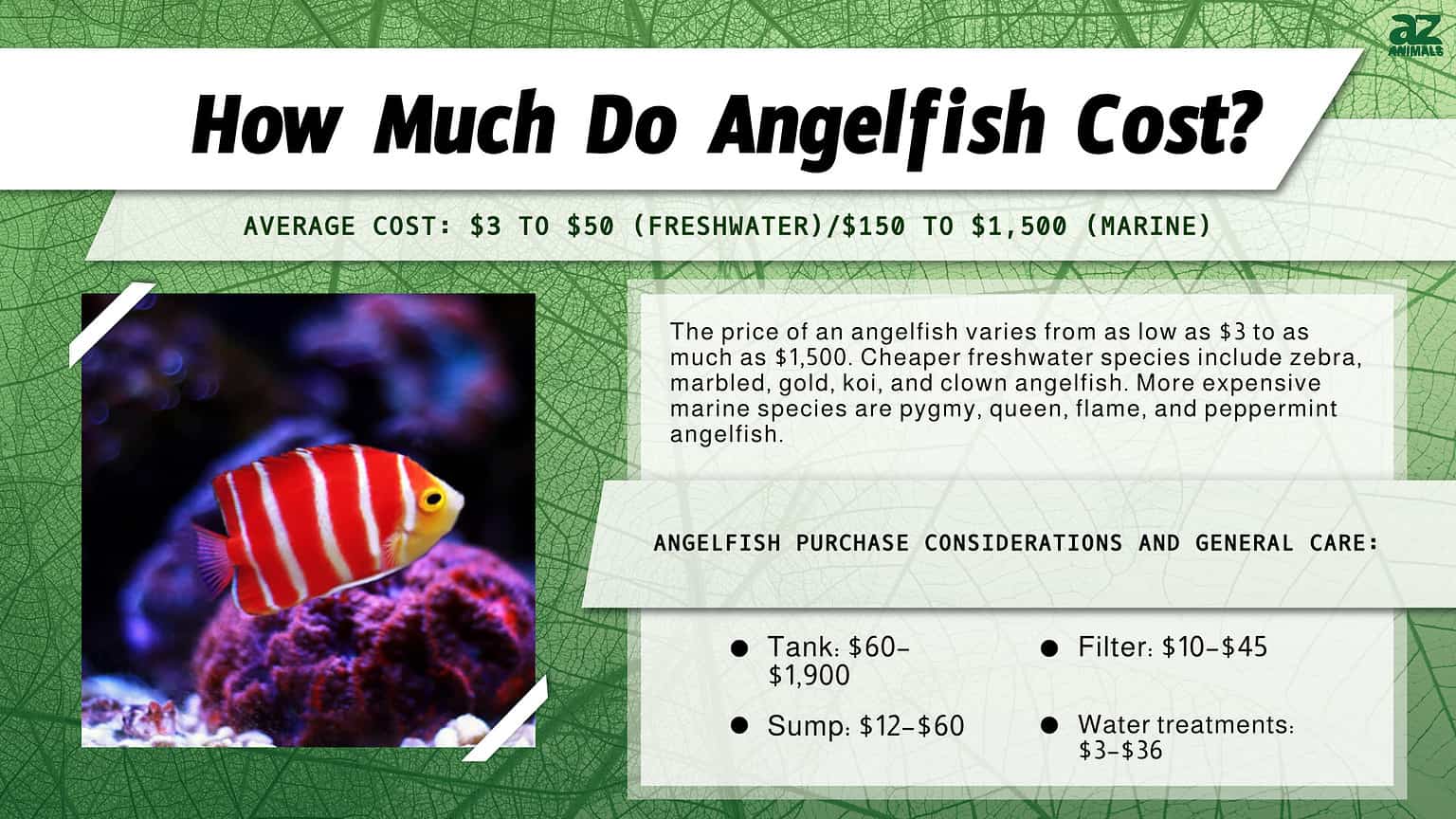 Angelfish Prices 2024: Purchase Cost, Supplies, Food, and More! - A-Z